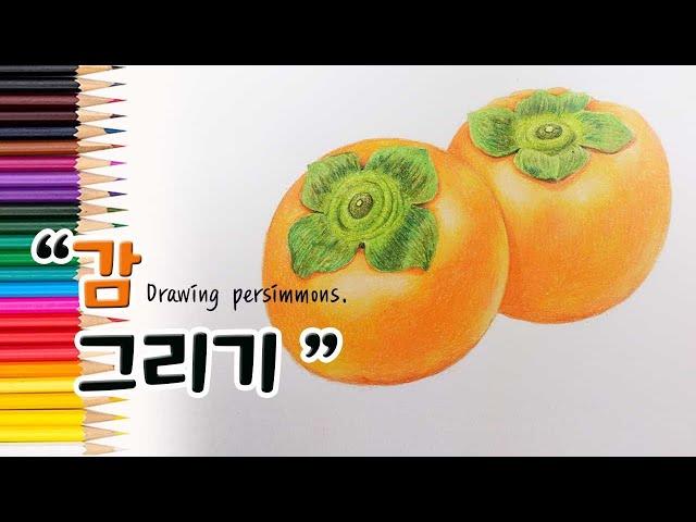 감을 그리는 방법을 알려 드려요. (스케치, 색연필 번호 포함) How to draw fruits step by step.