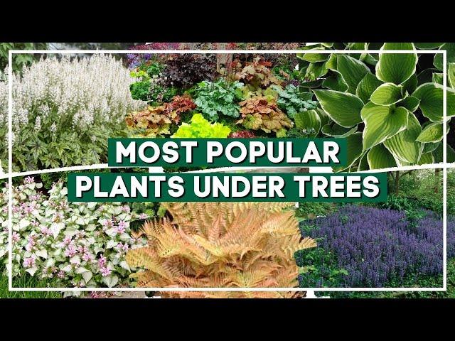 Top 15 Most Popular Plants for Planting Under Trees   // PlantDo Home & Garden