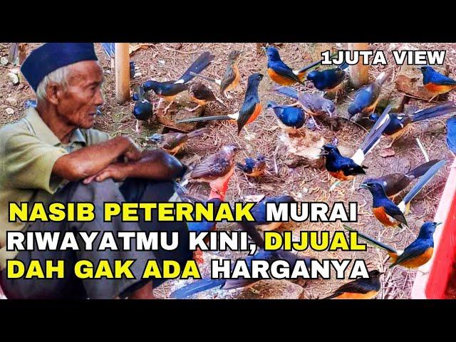 NASIB PETERNAK MURAI RIWAYATMU KINI, AKIBAT PERSAINGAN HARGA SAMA PEDAGANG