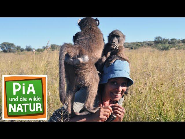 Das Zaubergras der Savanne | Reportage für Kinder | Pia und die wilde Natur