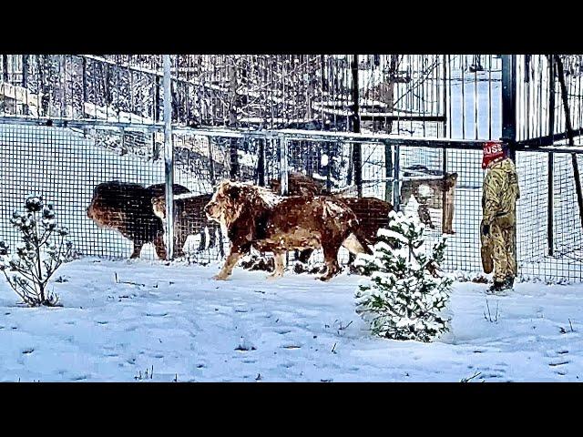 Олег Зубков обошел с Чуком всех львов и лев-вожак пошел к самолетам проверить нет ли там львов?