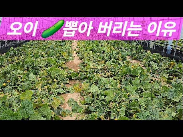 오이잘라버립니다#The day I cut and throw away cucumbers#농사유튜브