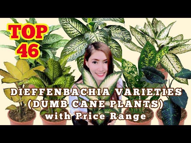 TOP 46 DIEFFENBACHIA VARIETIES (DUMB CANE PLANTS) AND THEIR PRICE RANGE!!!