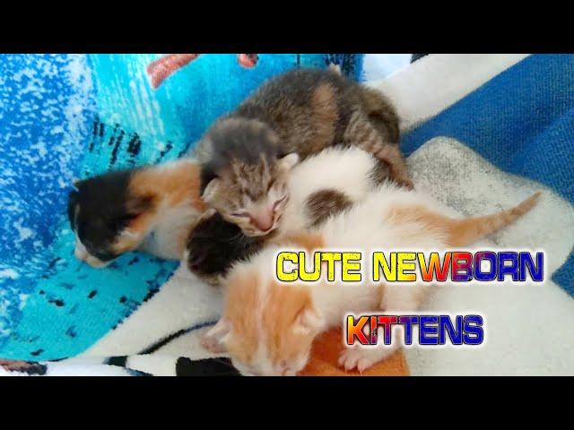 CUTE NEWBORN KITTENS