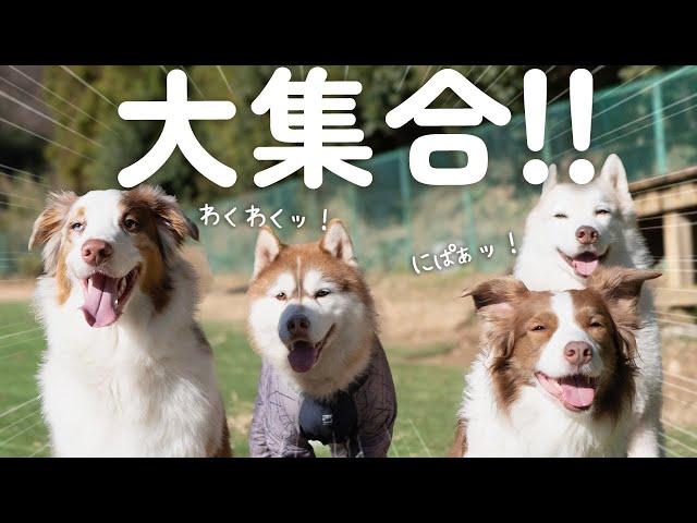 ドッグランで子供みたいにはしゃぐ大きい犬達が可愛すぎる！！【ボーダーコリー・オーストラリアンシェパード・シベリアンハスキー】