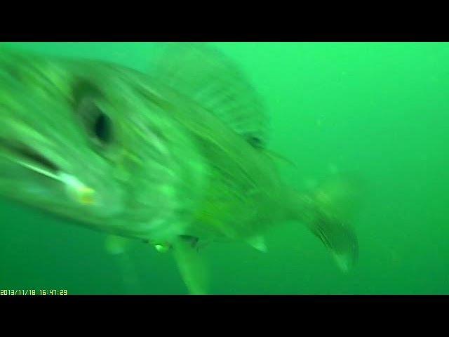 Underwater walleye strikes on worm harness and spoons fishing