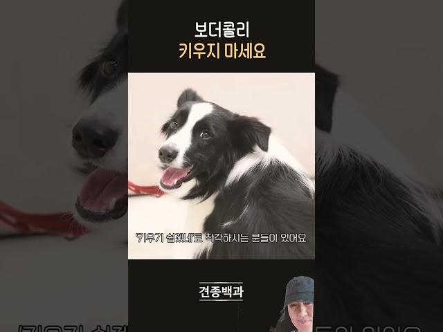 보더콜리 키우지 마세요 강형욱 설채현 강아지훈련 강아지교육#동물농장강아지 #강아지#동물농장강아지#반려견#애견영상#pets#puppy#cute #강형욱 #강아지챌린지 #강아지쇼츠
