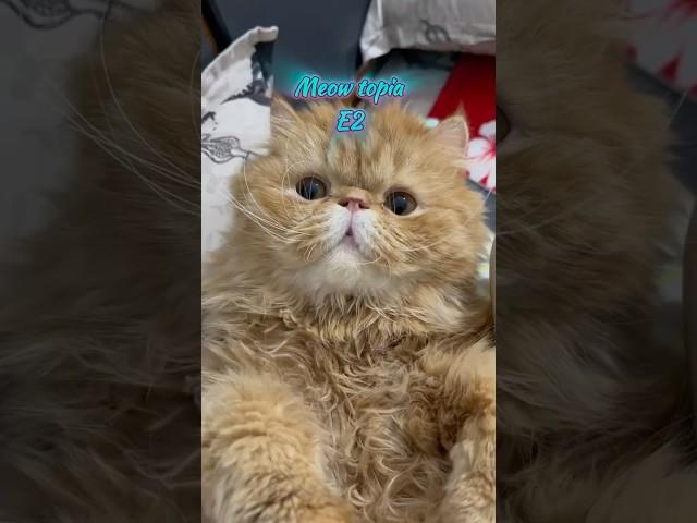 “دنیایی پر از پشمالوهای بانمک!  #Mewtopia” #catstudio #lovelycat #kitten #mycat #catlover #kitty