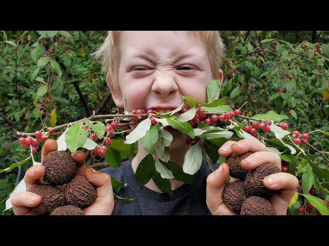 Making Fruit Leather from Wild Berries and Harvesting Walnuts