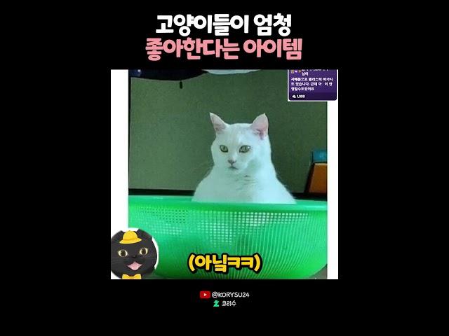 고양이들이 엄청 좋아한다는 아이템? 
