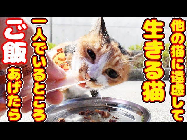 他の猫たちに遠慮して生きる気弱な猫 一人でいるときにご飯あげたら・・・ さくらねこへの給餌 癒され野良猫動画 感動猫動画