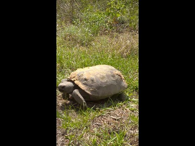 Gopher Tortoise on the Rail Trail