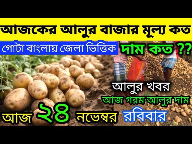 আলুর বর্তমান পরিস্থিতি I Current Situation of Potatos in Bengal  Indian Potato News 23/11/24