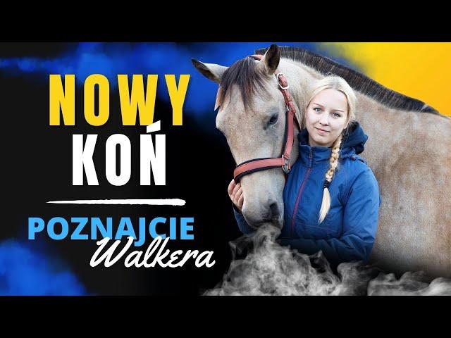 NOWY KOŃ W NASZEJ RODZINIE  Poznajcie Walkera