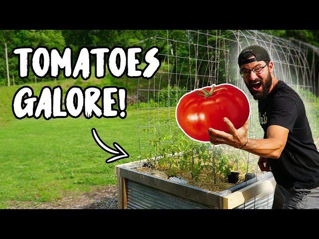 How to TRELLIS TOMATOES in a RAISED GARDEN BED!