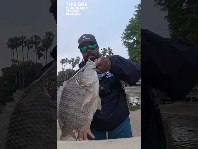 SoCal Pond Fishing ( Huge Tilapia) #kastkingusa #kastkingzephyr #shorts #fishing