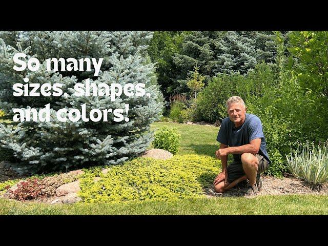 Hardy Junipers For Your Landscape: So Many Sizes, Shapes, And Colors