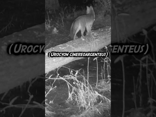 Fox on Log (Trail Cam) #shorts