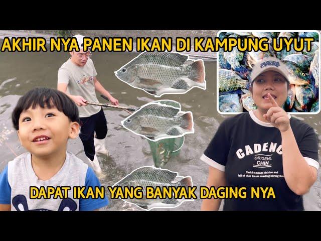 AKHIR NYA PANEN IKAN DI KAMPUNG UYUT DAPAT IKAN YANG BANYAK DAGING NYA