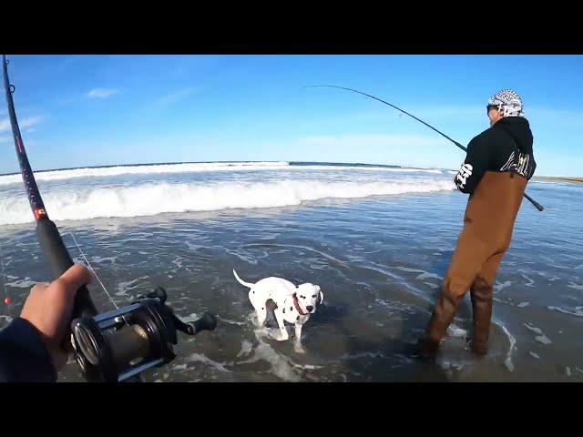 OREGON SURF PERCH FISHING ON FIRE AT THE BEACH / REDTAIL SURF PERCH FISHING