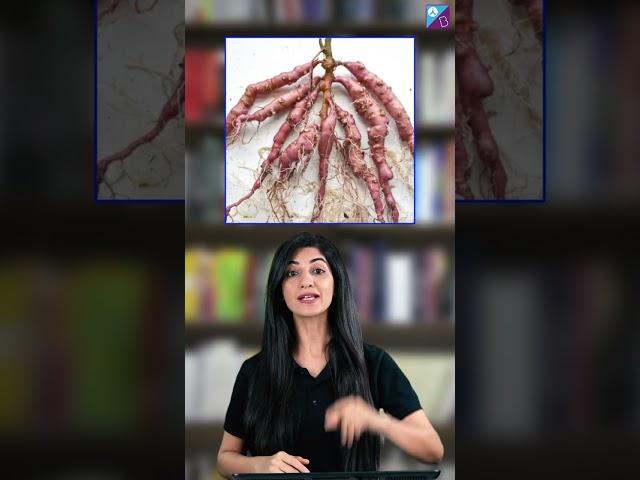 The 3S OF BOTANY | NEET 2023 Exam Preparation |  Pankhuri ma'am