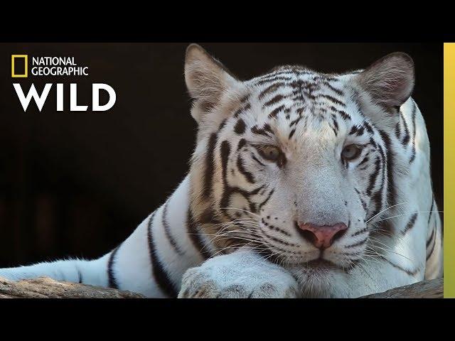 Tigers 101 | Nat Geo Wild