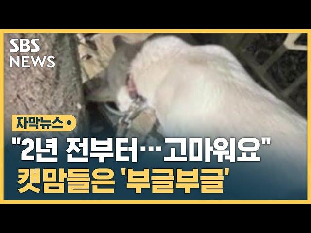 "2년 전부터…고마워요" 캣맘들은 '부글부글' (자막뉴스) / SBS