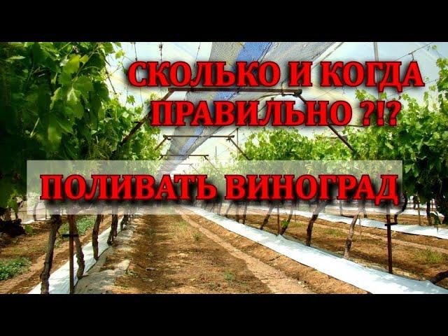 РАЗБИРАЕМ ПОЛИВ ВИНОГРАДА ЛЕТОМ, НОРМЫ ПОЛИВА И НЮАНСЫ