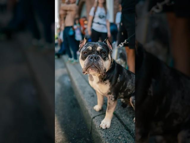 Bulldog Street Portraits #streetphotography #strangerportraits #dogphotography