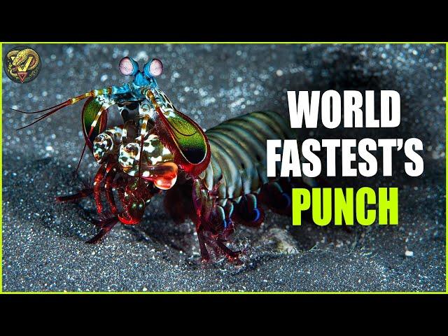 The Mighty Mantis Shrimp: Nature’s Most Powerful Puncher | Animal Fighting