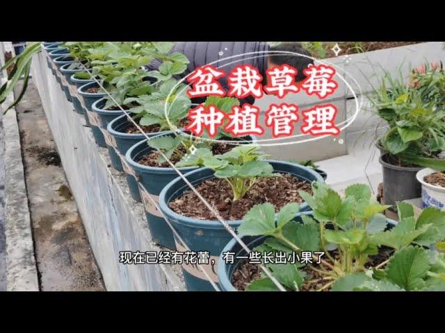 盆栽草莓如何种植和养护？做好5个方面管理，草莓苗壮结果快