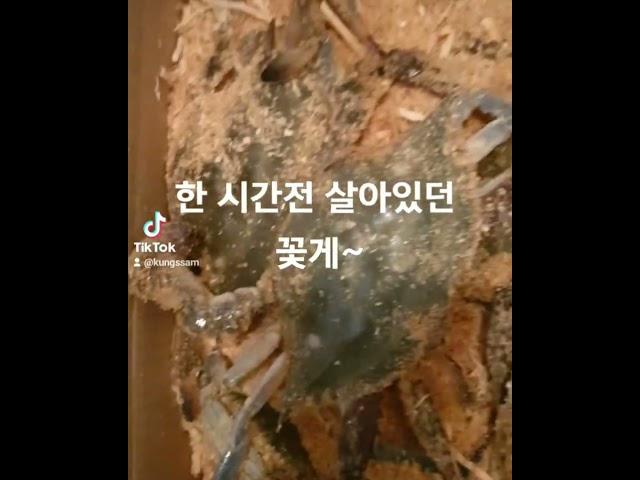 살아있는 꽃게~~~~어떻게 손질하지 10분 고민 ㅜㅜ..한시간 후 제 배속으로 다 들어갔다능ㅎㅎ 맛있어요ㅎㅎ.#꽃게#꽃게제철#살아있는꽃게#꽃게찜#꽃게라면