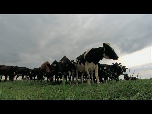 Benefits of Rotational Grazing (MU Extension)