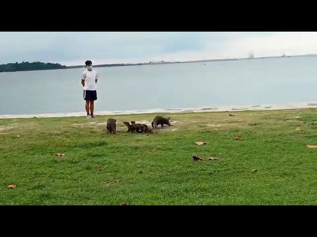 Family of otters at ECP