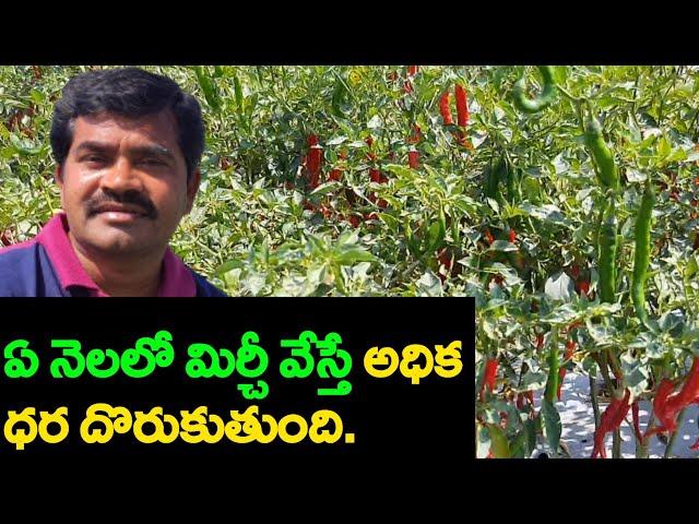 Mirchi Crop In Telugu|Mirchi Cultivation|Mirchi Farming|Mirchi Sagu|మిర్చీ పంట.