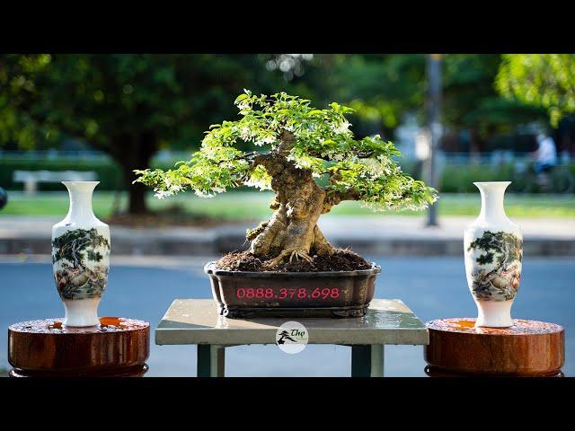 Thọ Bonsai - Cây 44 - Mai Chiếu Thủy Nu Gò Công