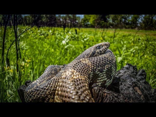 Catching a Monster Bull Snake