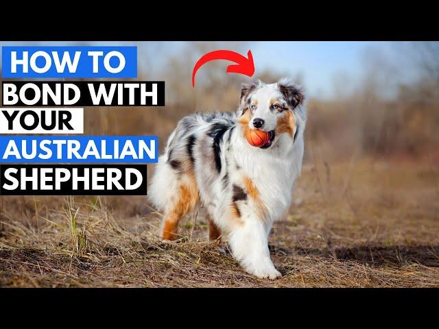 7 Effective Ways to Bond with Your Australian Shepherd