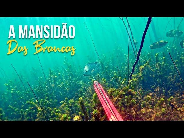 O ENCANTADOR DE TILÁPIAS! Pesca Sub - SubTv Spearfishing