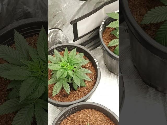 Ala Mode by James loud genetics