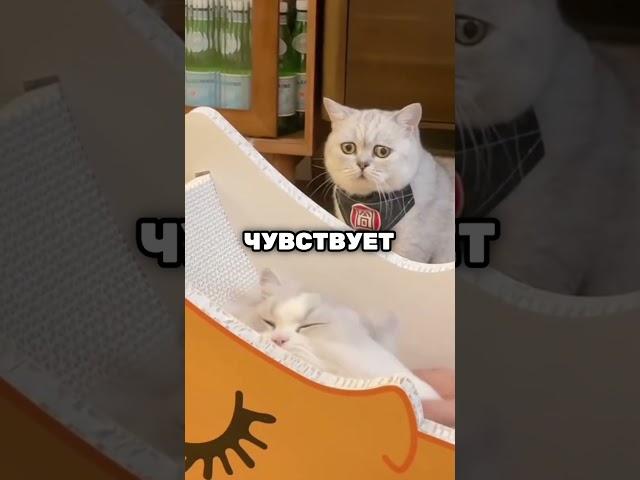 Этот кот был ИГНОРИРОВАН своим хозяином 