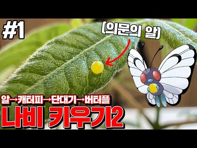 How to Raise Butterfly in Korea!!! [Kkuk TV]