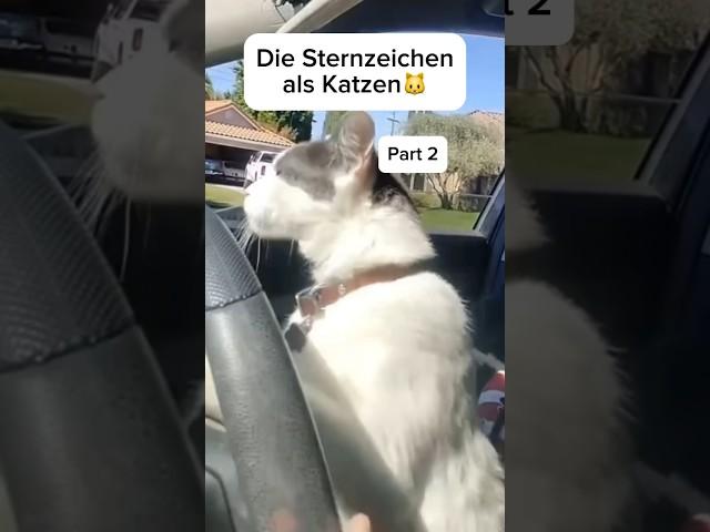 Die Sternzeichen als KatzenPart 2 #sternzeichen #zodiacsigns #funny #cats #fy #viral