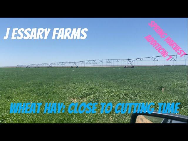 Wheat Hay: Close to cutting time!