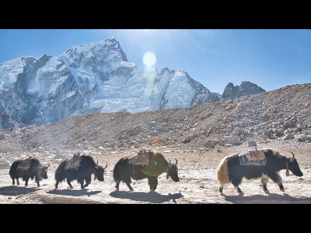 Exploring the Land of Sherpas - Life Under Mount Everest in 4K - 2024