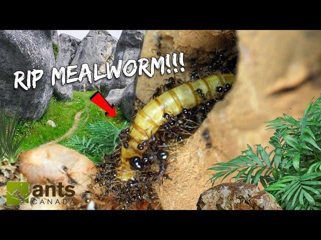 A CASTLE Full of ANTS SWALLOWS a MEALWORM Whole