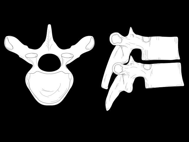 Vertebral landmarks