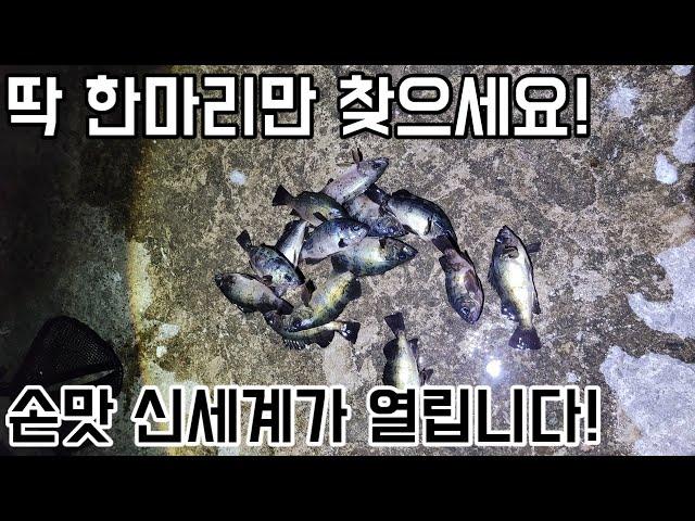 시마노 뱅퀴시 드랙음과 함께하는 영덕볼락낚시 (feat 울지마 바보야!)