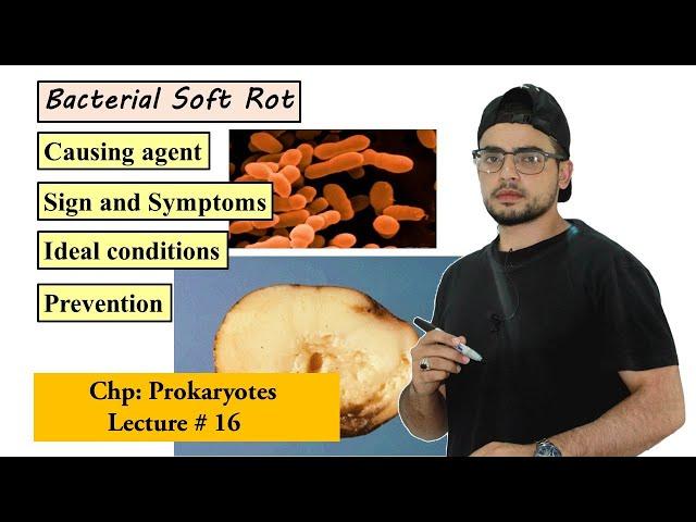 Bacterial soft rot disease in plants