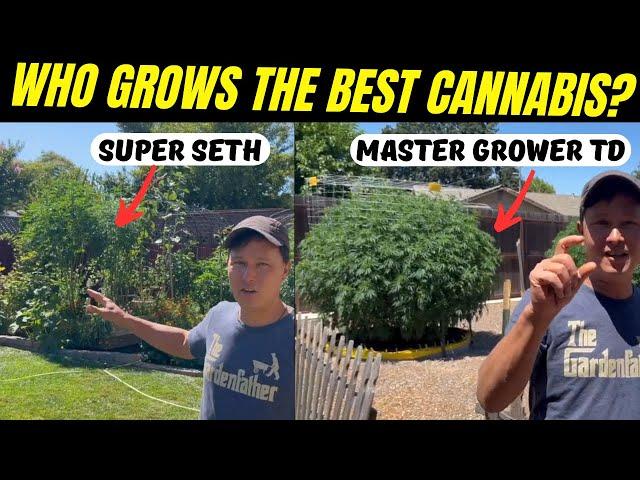 Best Organic Cannabis Growing Tips : Hippie vs Master Grower?